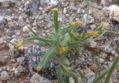 Synchytrium myosotidis