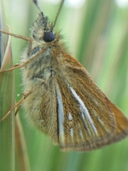 Piruna roeveri