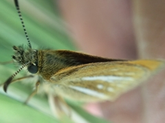 Piruna roeveri