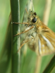 Piruna roeveri