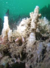 Coryphella trilineata