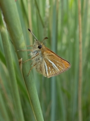 Piruna roeveri