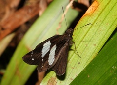 Notocrypta waigensis
