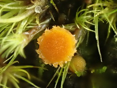 Octospora tuberculata