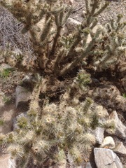 Cylindropuntia chuckwallensis