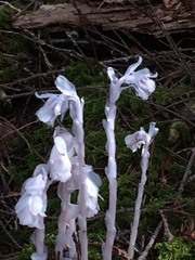Monotropa