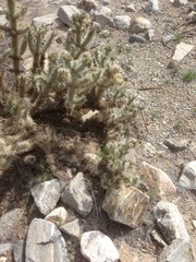 Cylindropuntia chuckwallensis