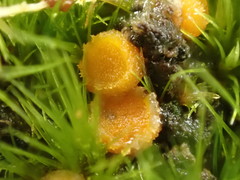 Octospora tuberculata