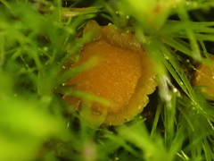 Octospora tuberculata