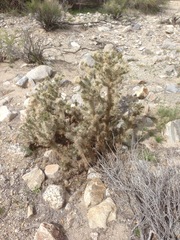 Cylindropuntia chuckwallensis