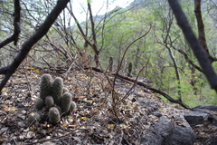 Mammillaria sheldonii