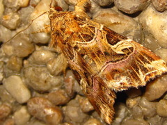 Callopistria duplicans