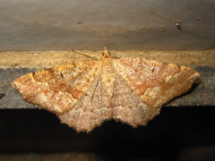 Xerodes rufescentaria