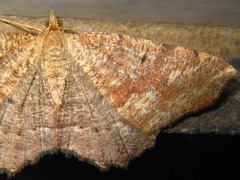 Xerodes rufescentaria