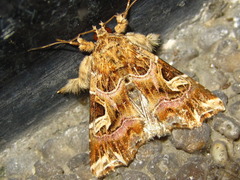 Callopistria duplicans