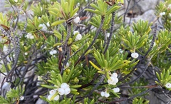 Strumpfia maritima