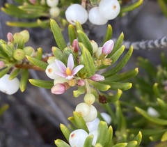 Strumpfia maritima