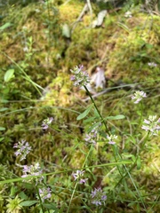 Polygala brevifolia