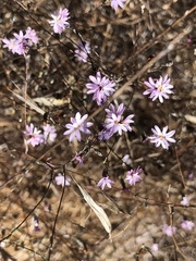 Lessingia arachnoidea