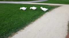 Anser anser domesticus