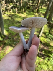 Entoloma indigoferum