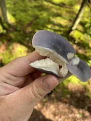 Entoloma indigoferum