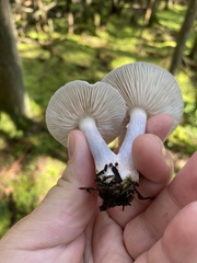 Entoloma indigoferum