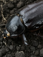 Dynastinae