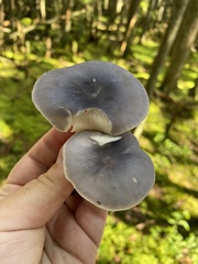 Entoloma indigoferum