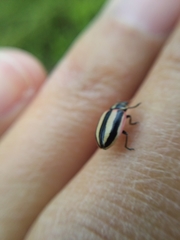 Paranaemia vittigera