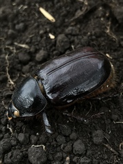 Dynastinae