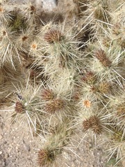 Cylindropuntia chuckwallensis