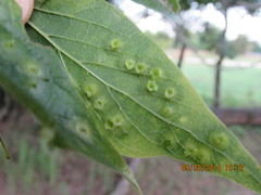 Pachypsylla celtidisasterisca