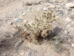 Cylindropuntia chuckwallensis