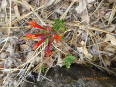 Monardella macrantha
