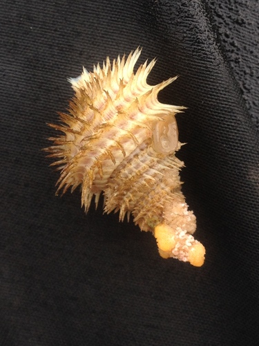 Cancellate Hairysnail