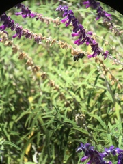 Xylocopa californica diamesa