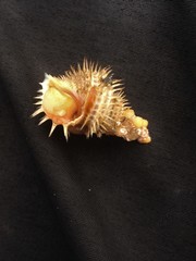 Trichotropis cancellata