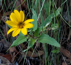 Heliopsis parvifolia