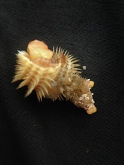Trichotropis cancellata
