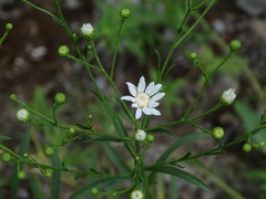 Solidago ptarmicoides
