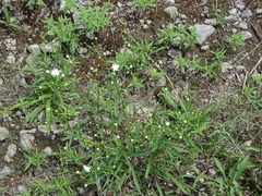 Solidago ptarmicoides
