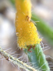 Synchytrium myosotidis