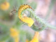 Synchytrium myosotidis