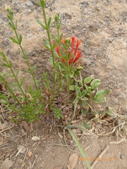 Monardella macrantha