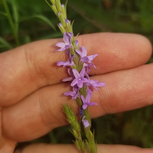 Verbena X rydbergii