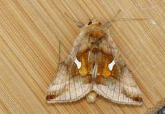 Autographa metallica