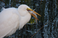 Odontesthes bonariensis