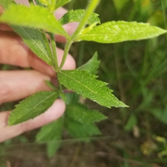 Verbena × rydbergii