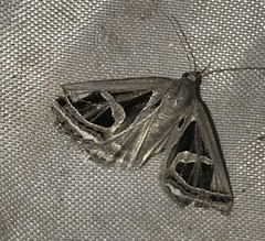 Callistege intercalaris